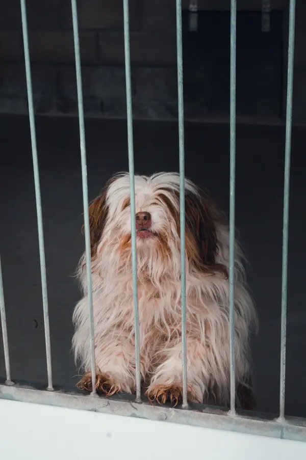 Pies ze schorniska w Dobrej